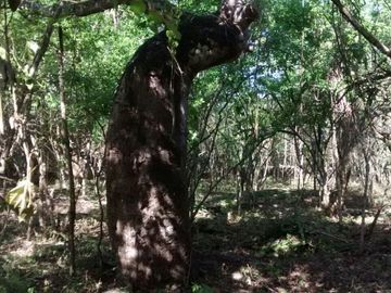 En Venta, Espectacular Terreno con más de 14 Cenotes, Vegetación alta y abundant