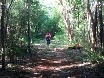 En Venta, Espectacular Terreno con más de 14 Cenotes, Vegetación alta y abundant