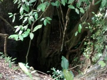 En Venta, Espectacular Terreno con más de 14 Cenotes, Vegetación alta y abundant