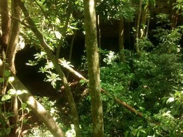 En Venta, Espectacular Terreno con más de 14 Cenotes, Vegetación alta y abundant