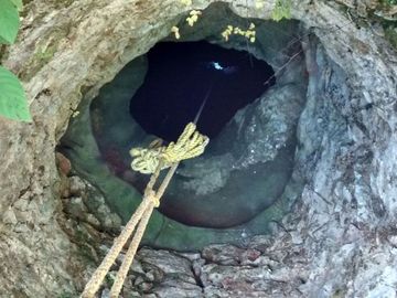 En Venta, Espectacular Terreno con más de 14 Cenotes, Vegetación alta y abundant