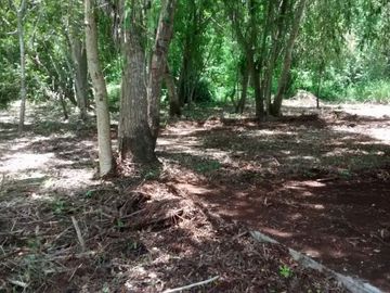 En Venta, Espectacular Terreno con más de 14 Cenotes, Vegetación alta y abundant