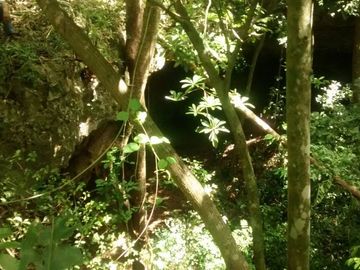 En Venta, Espectacular Terreno con más de 14 Cenotes, Vegetación alta y abundant