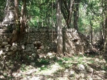 En Venta, Espectacular Terreno con más de 14 Cenotes, Vegetación alta y abundant