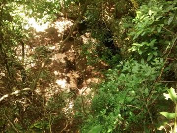En Venta, Espectacular Terreno con más de 14 Cenotes, Vegetación alta y abundant