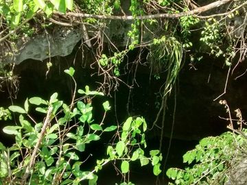 En Venta, Espectacular Terreno con más de 14 Cenotes, Vegetación alta y abundant