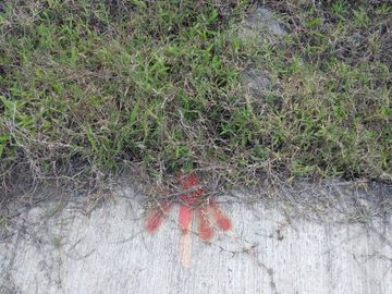 Terreno de venta en Ibarra / Ejido de Caranqui