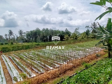 DIJUAL TANAH & BANGUNAN RESTO CAWAN VIEW-KENJO, BANYUWANGI