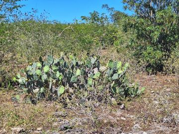 Rancho en Venta con cenotes en excelente zona ganadera del Estado de Yucatán