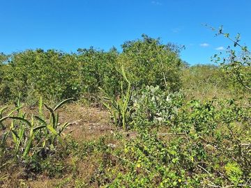 Rancho en Venta con cenotes en excelente zona ganadera del Estado de Yucatán