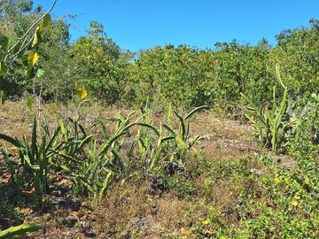 Rancho en Venta con cenotes en excelente zona ganadera del Estado de Yucatán