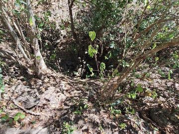 Rancho en Venta con cenotes en excelente zona ganadera del Estado de Yucatán