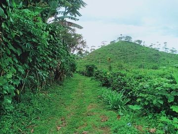 Dijual Tanah Tengah Kebun Teh Kemuning ngargoyoso Karanganyar