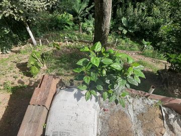 VENDO ESTA PRECIOSA FINCA EN BARBOSA ANTIOQUIA.
