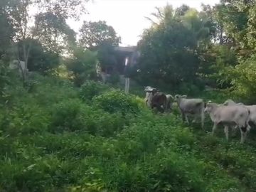 Rancho de 170 has en venta, Calotmul, Yuc., Buena Ubicación.