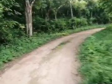 Rancho de 170 has en venta, Calotmul, Yuc., Buena Ubicación.