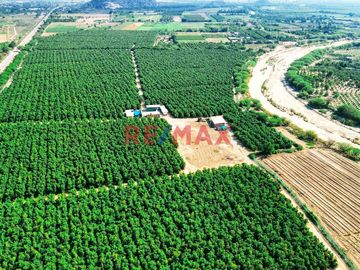 Se Vende Fundo De Palto De 37 Hectareas Motupe