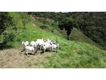 Venta Finca en Pastos, San Pacho - Valle del Cauca