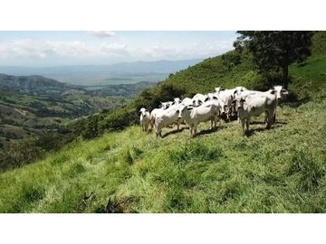 Venta Finca en Pastos, San Pacho - Valle del Cauca