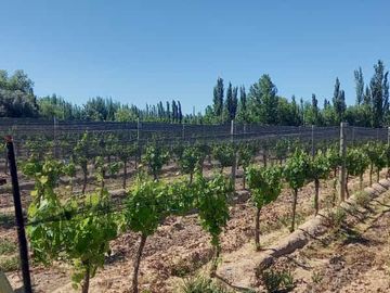 Finca 5,8 ha en Venta- Cuadro Benegas- San Rafael