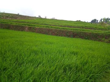 220 Tumbak Sawah Pinggir Jl Cijamil Mekarsari, Dekat Kantor IDI, Cipulus, Ngamprah, Bandung Barat