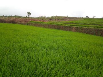 220 Tumbak Sawah Pinggir Jl Cijamil Mekarsari, Dekat Kantor IDI, Cipulus, Ngamprah, Bandung Barat