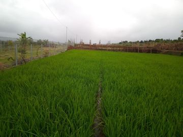 220 Tumbak Sawah Pinggir Jl Cijamil Mekarsari, Dekat Kantor IDI, Cipulus, Ngamprah, Bandung Barat