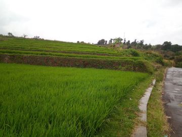 220 Tumbak Sawah Pinggir Jl Cijamil Mekarsari, Dekat Kantor IDI, Cipulus, Ngamprah, Bandung Barat