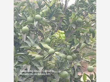 Finca/Rancho en Venta en Zona Cerril General