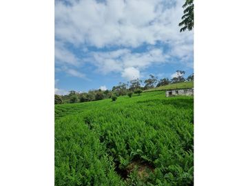 Venta de Lote y Casa Carmen de Viboral