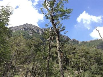 campo de 134 hect bosque nativo y rio al sur Cerro Castillo