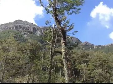 campo de 134 hect bosque nativo y rio al sur Cerro Castillo