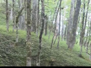 campo de 134 hect bosque nativo y rio al sur Cerro Castillo