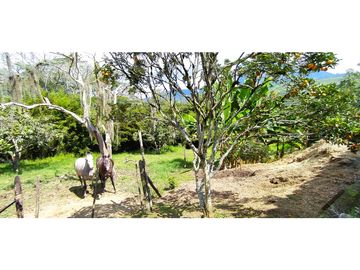 VENTA DE FINCA EN  FREDONIA - SUROESTE ANTIOQUEÑO