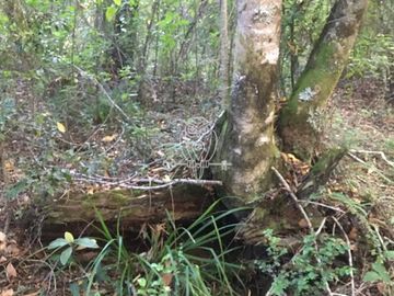 Sitio en venta orilla rio Liucura en Pucón