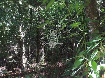 Sitio en venta orilla rio Liucura en Pucón