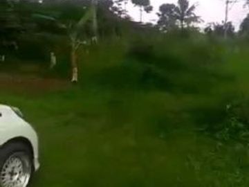 Tanah Murah Subang Strategis Untuk Bisnis Perumahan Resort