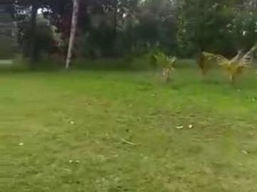 Tanah Murah Subang Strategis Untuk Bisnis Perumahan Resort