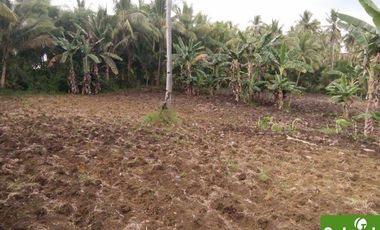 Farm Lot for Sale in Borbon, Cebu