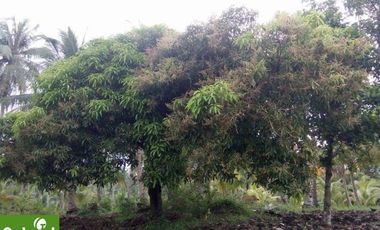 Farm Lot for Sale in Borbon, Cebu