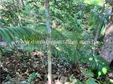 Venta de finca en Chorrera