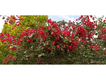 SE VENDE FINCA VIA MONTENEGRO