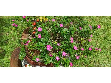SE VENDE FINCA VIA MONTENEGRO