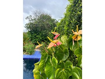 SE VENDE FINCA VIA MONTENEGRO