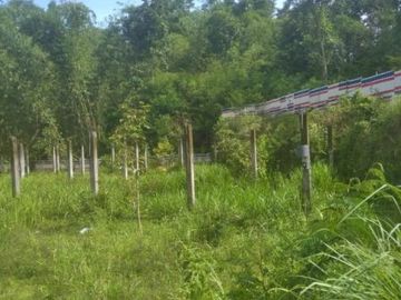 Tanah peternakan sangat laus di area Jogja utara