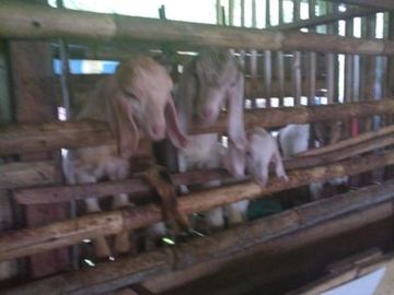 Tanah peternakan sangat laus di area Jogja utara