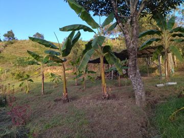 Vendo casa finca con casa campesina en san vicente