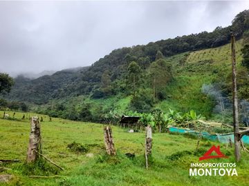 Permuta‼ Finca de aguacate Hass en Génova, Quindío