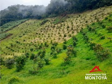 Permuta‼ Finca de aguacate Hass en Génova, Quindío