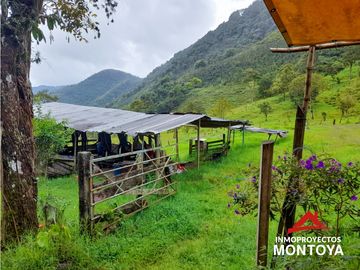Permuta‼ Finca de aguacate Hass en Génova, Quindío